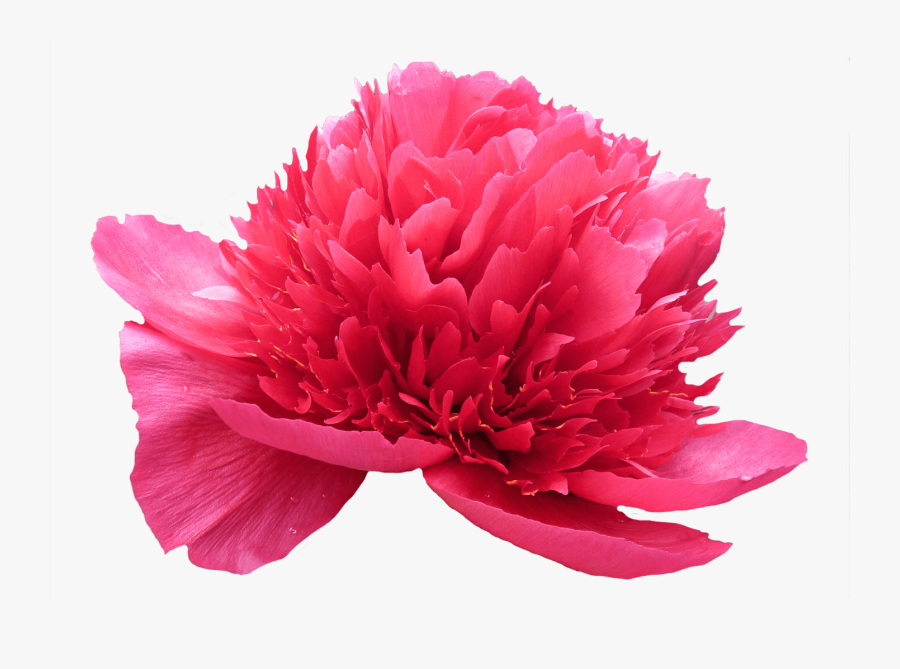 Clip Art Henry Bockstoce Peony - Artificial Flower, Transparent Clipart