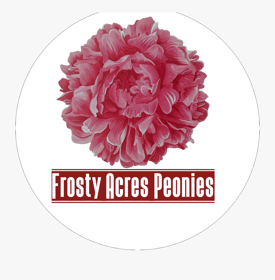 Clip Art Red Peonies Mobirise - Common Peony, Transparent Clipart