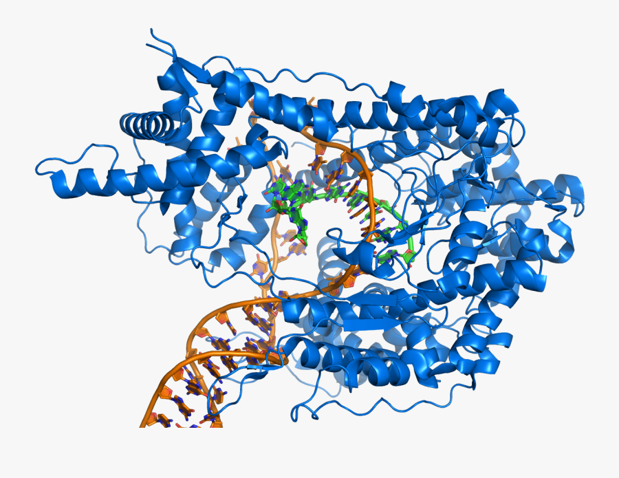 Rna Polymerase Producing Mrna From A Double-stranded - Rna Polymerase, Transparent Clipart