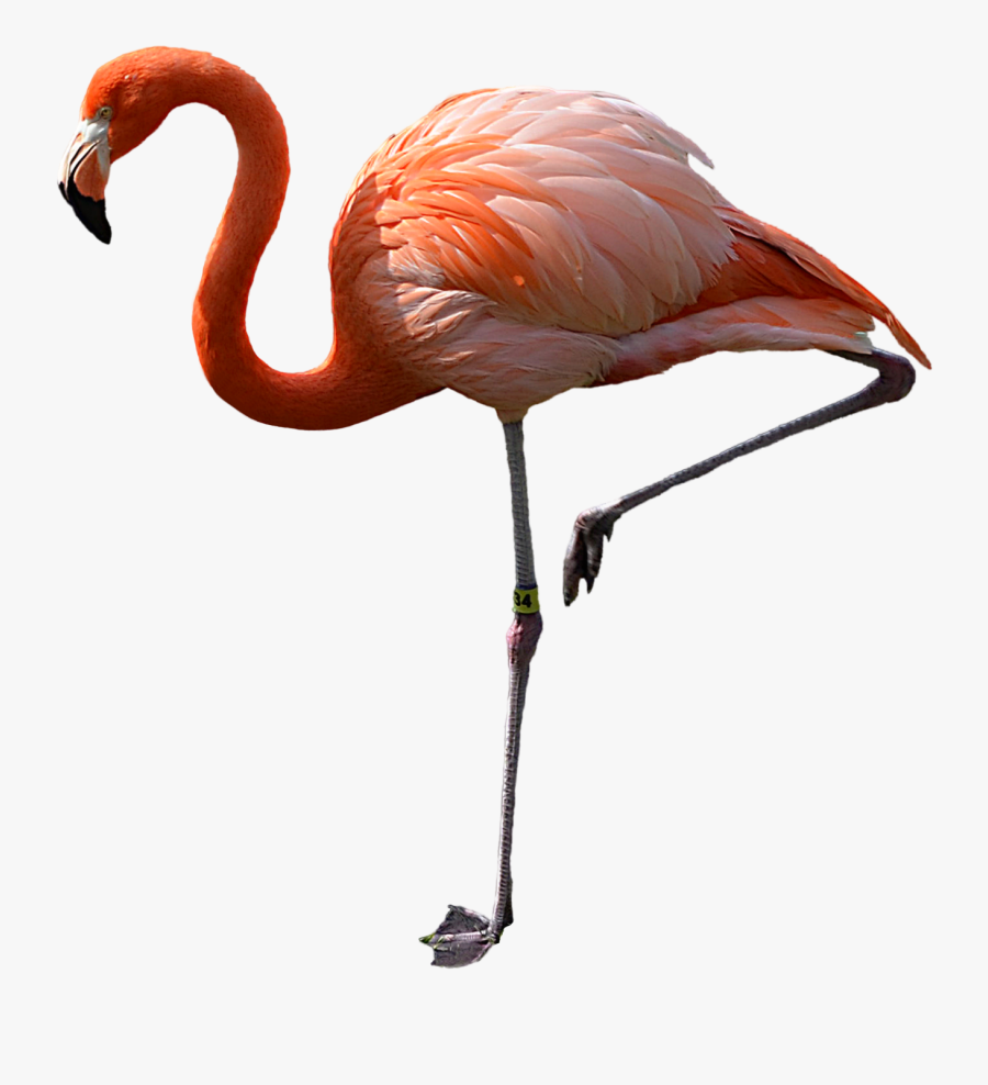 Flamingo Clip Art - Flamingo Transparent Background, Transparent Clipart