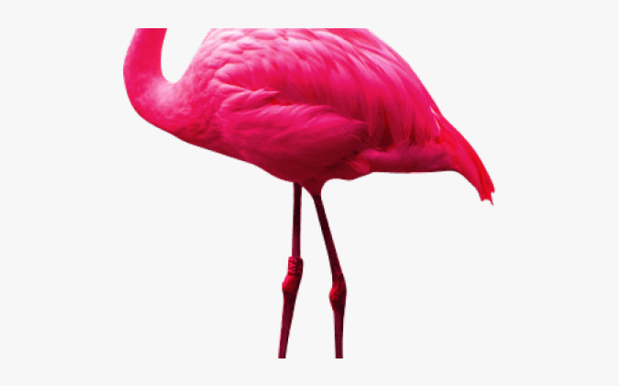 Flamingo Png Transparent Images - Flamingo Png, Transparent Clipart