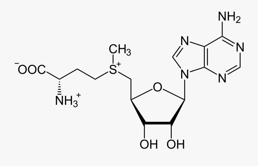 S Adenosyl Homocysteine, Transparent Clipart