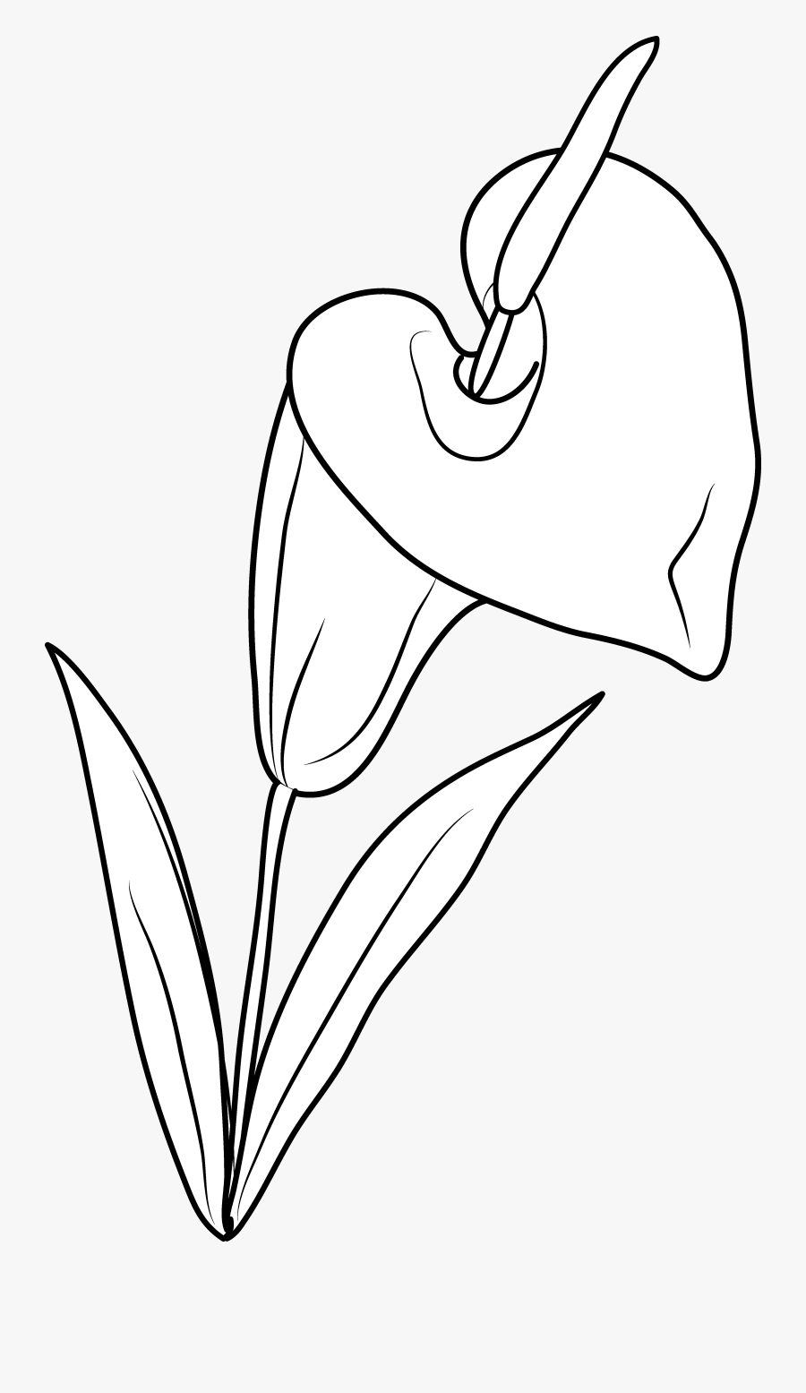 Lily Flower Coloring Page Free Clip Art - Clip Art, Transparent Clipart