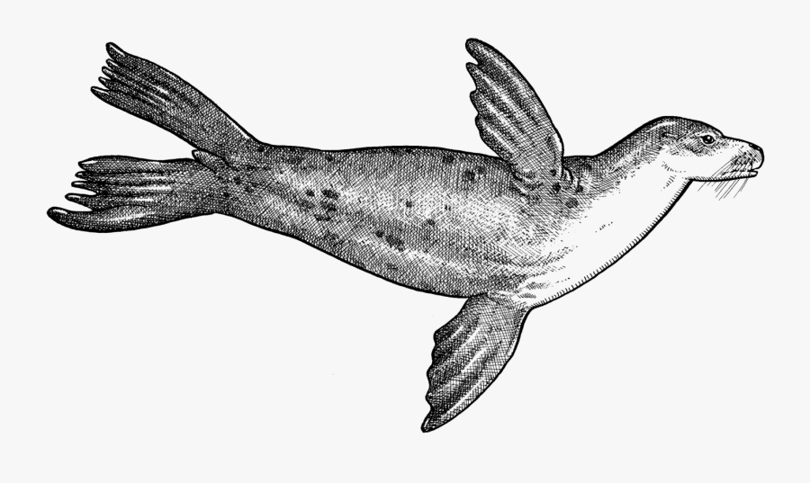 Transparent Animal Cruelty Clipart - Shark, Transparent Clipart