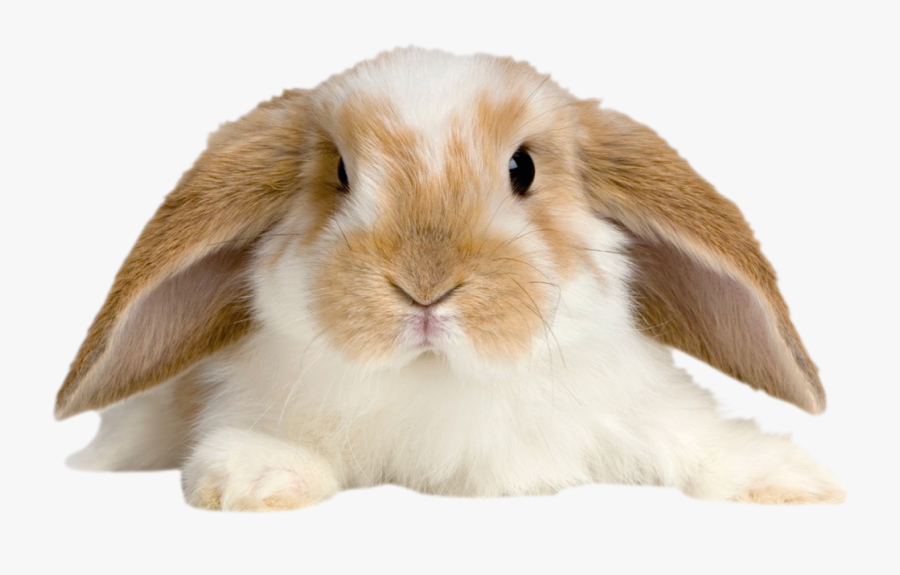 Cute Rabbit Png - Cute Rabbit Transparent Background, Transparent Clipart
