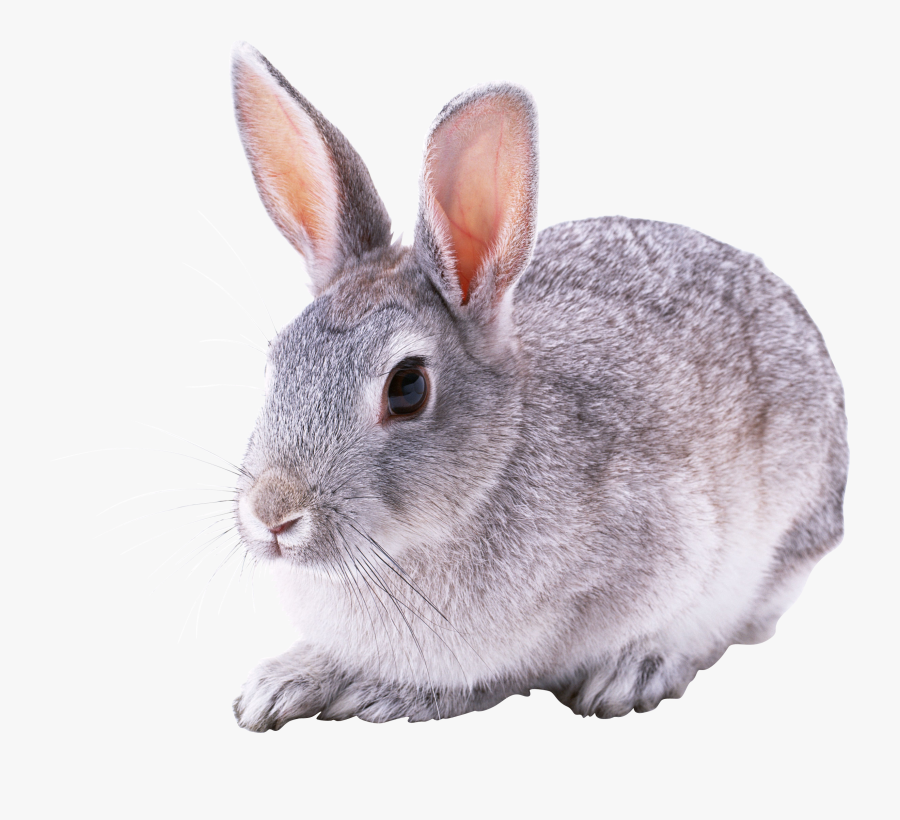 Transparent Rabit Png - Grey Rabbit Png, Transparent Clipart