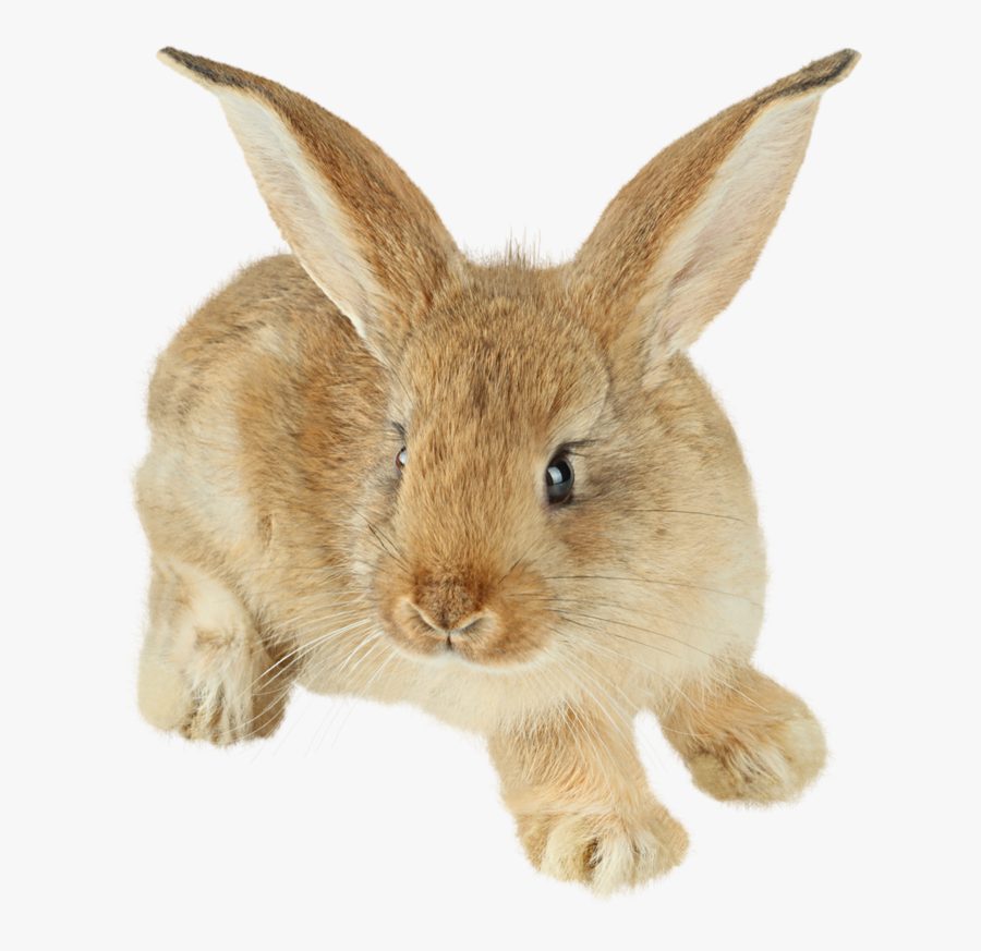 Cute Painted Bunny Png Picture Clipart - Rabbit Png, Transparent Clipart