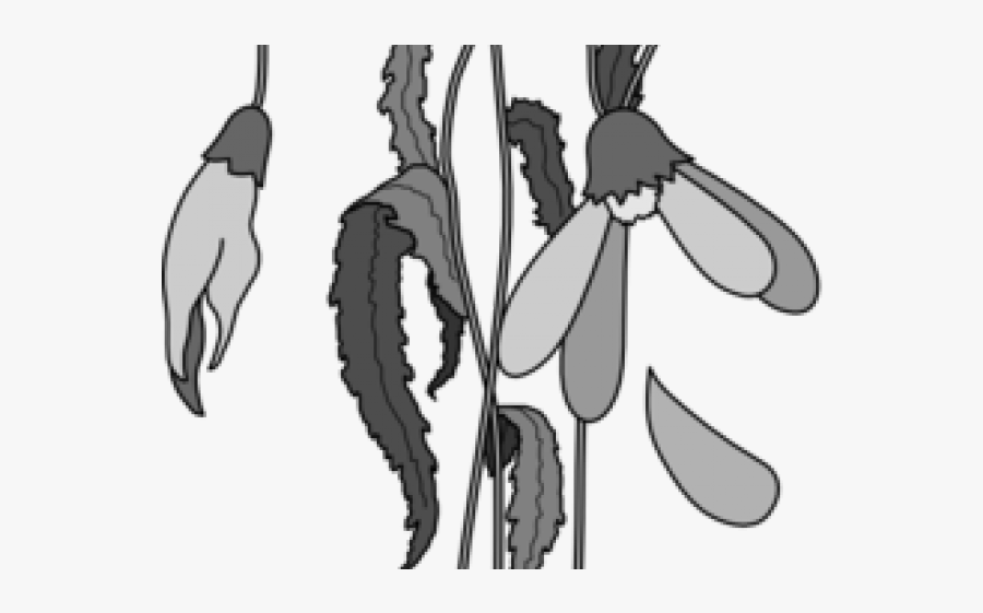 Easy Dead Flowers Drawing, Transparent Clipart