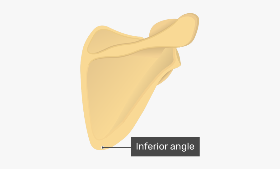 Clip Art Bone Posterior Anatomy With - Inferior Scapular Angle Posterior, Transparent Clipart