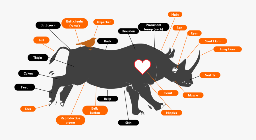 Transparent Butt Cheeks Clipart - Rhino Organs, Transparent Clipart