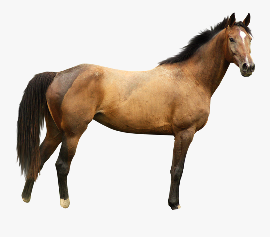 Transparent Background Horse Png, Transparent Clipart