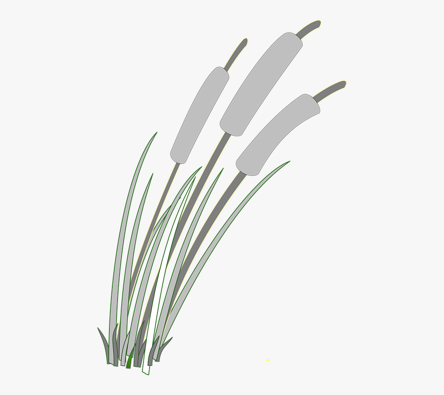 Reed, Grass, Weed, Gray, Grey, Wind - Reed Clip Art, Transparent Clipart