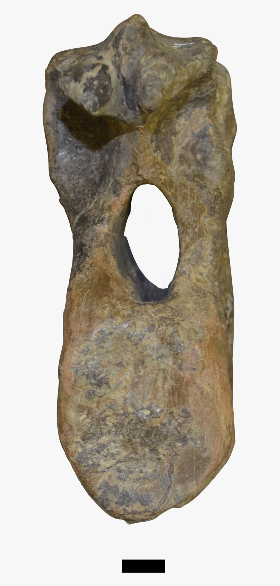 Mymoorapelta Vertebra - Visual Arts, Transparent Clipart