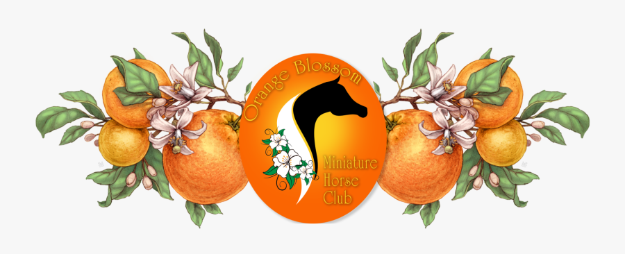 Valencia Orange, Transparent Clipart