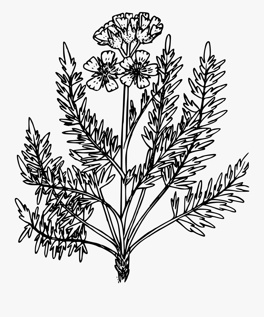 Clipart - Drawing , Free Transparent Clipart - ClipartKey