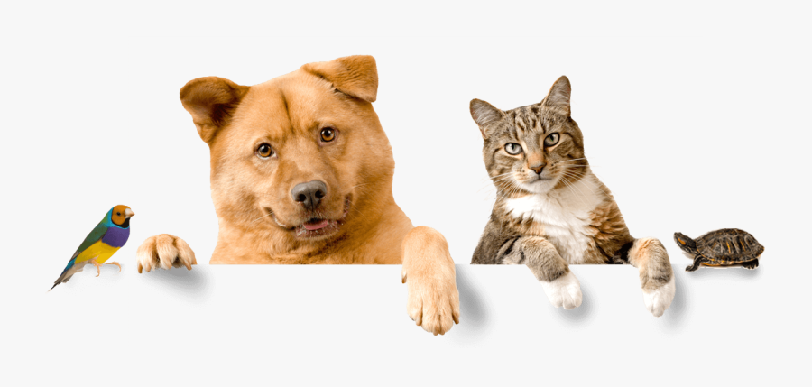 Animals Dogs And Cats, Transparent Clipart
