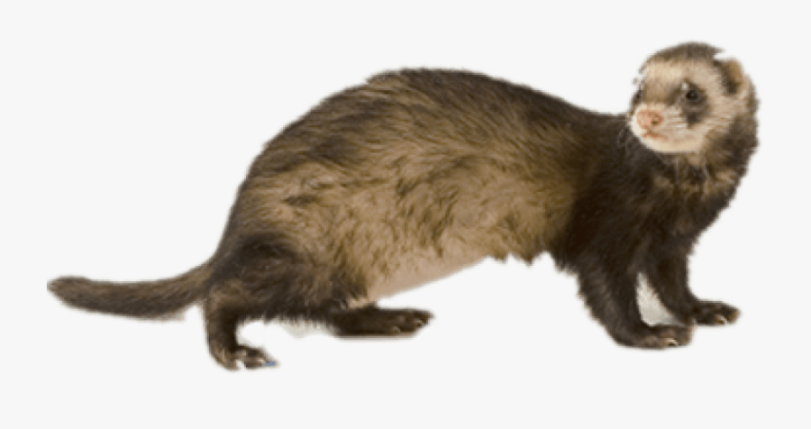 Ferret Png Hd - Pet Ferret Png, Transparent Clipart