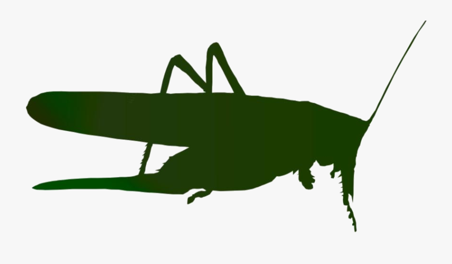 Transparent Grasshopper Clipart Image - Насекомое На Прозрачном Фоне, Transparent Clipart