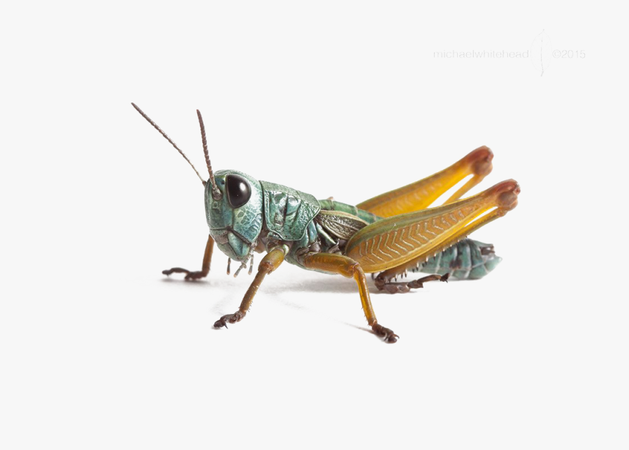 Antimufa, Transparent Clipart