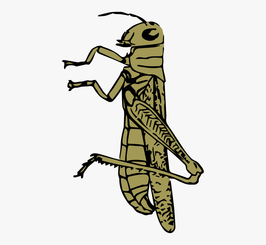 Art,tree,plant - Caelifera Drawing, Transparent Clipart