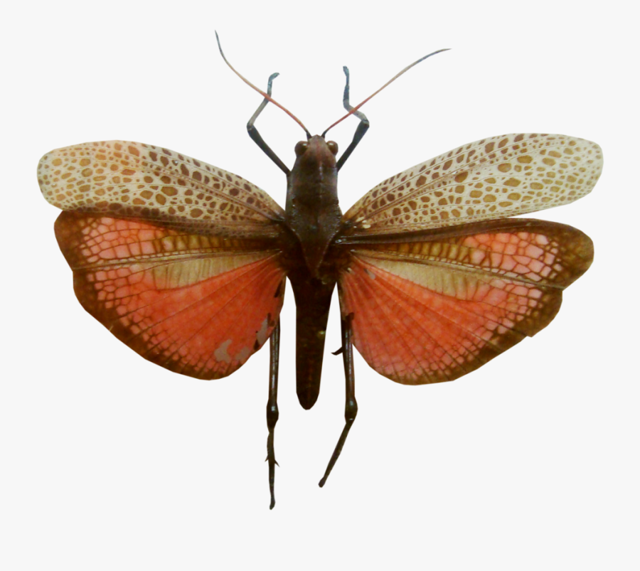 Riodinidae, Transparent Clipart