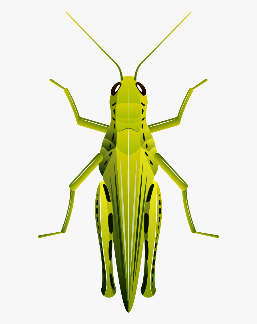 Beetle Clip Art Cartoon - Beetles Grasshopper And Locust, Transparent Clipart