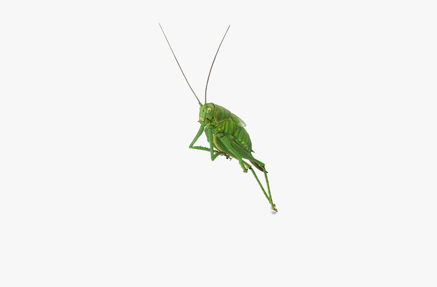 Grasshopper Png Transparent Image - Transparent Green Grasshopper Like, Transparent Clipart