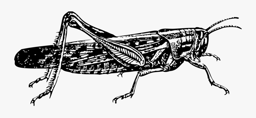 Art,monochrome Photography,carnivoran - Locust Clip Art, Transparent Clipart