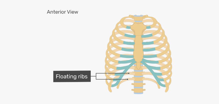 Rib Cage Human Skeleton Human Body Anatomy - Thoracic Cage Diagram Unlabeled, Transparent Clipart