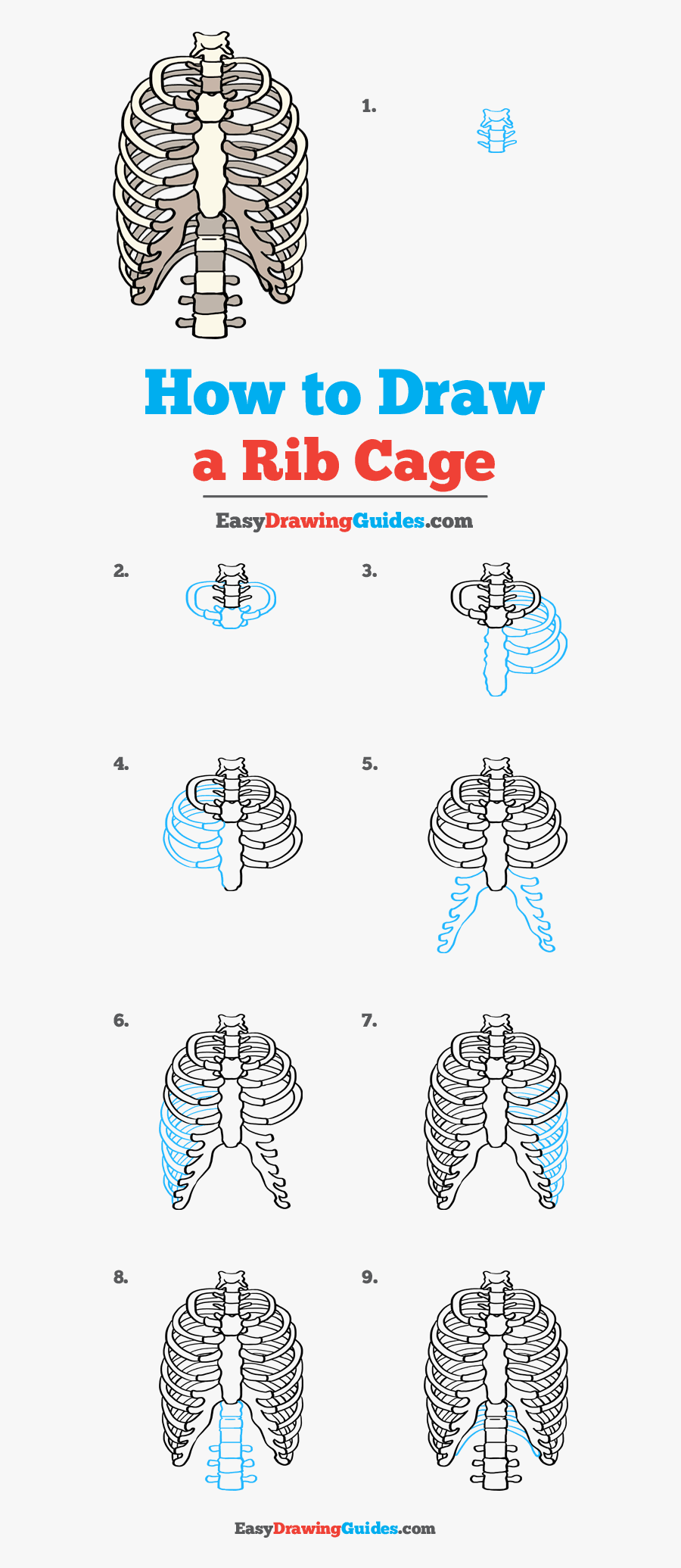 How To Draw Rib Cage - Draw Rib Cage, Transparent Clipart