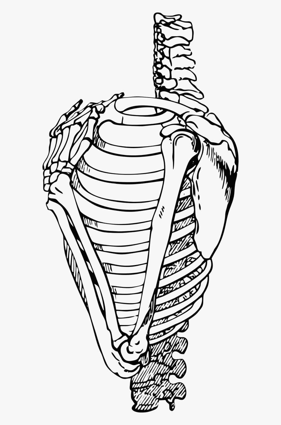 Ribs Rib Cage Bones Free Picture - Costillas Huesos Png, Transparent Clipart