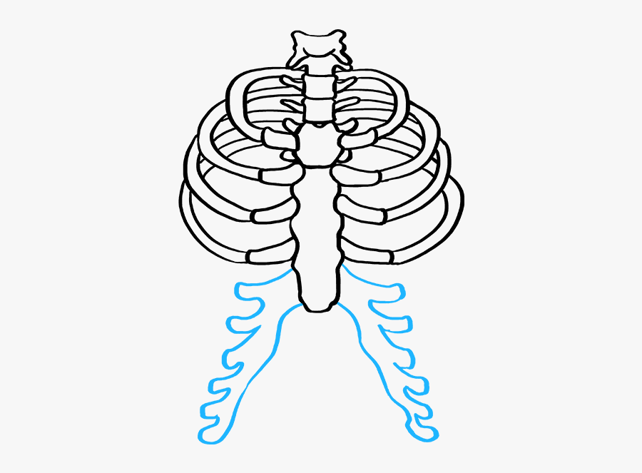 How To Draw Rib Cage - Rib Cage Drawing Pen, Transparent Clipart