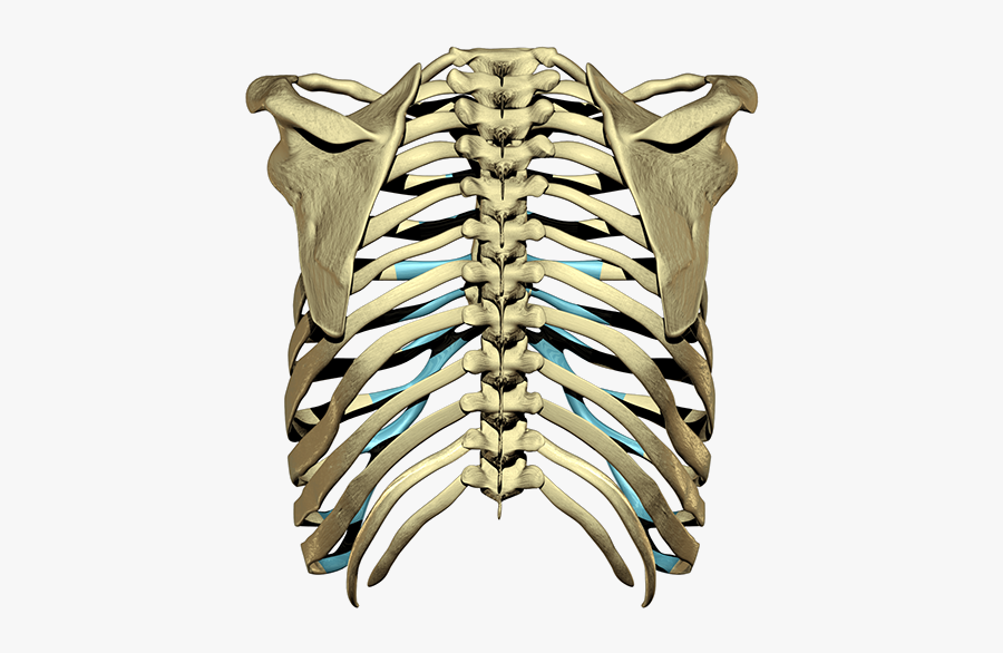 Clip Art D Ribcage Model - 3d Rib Cage Png, Transparent Clipart