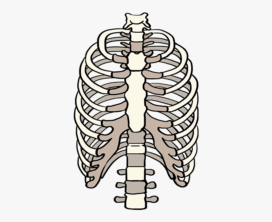 How To Draw Rib Cage Draw A Rib Cage , Free Transparent Clipart