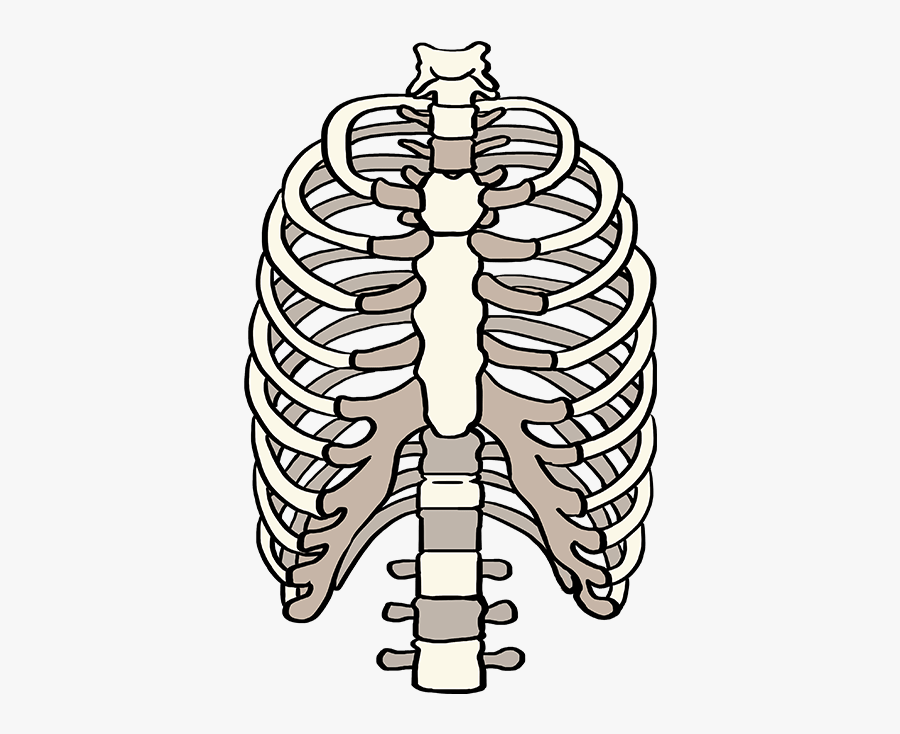How To Draw Rib Cage - Draw A Rib Cage, Transparent Clipart