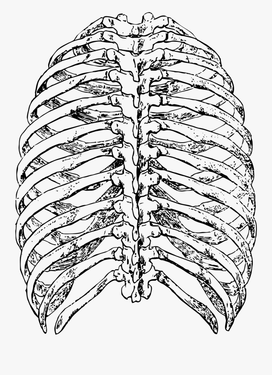 Collection Of Free Bones Drawing Rib Cage Download - Rib Cage Drawing Back, Transparent Clipart