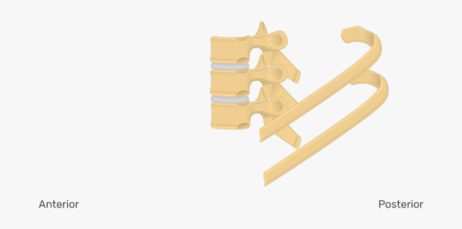 Lateral View Of The Ribs Articulating With The Thoracic - Wood, Transparent Clipart