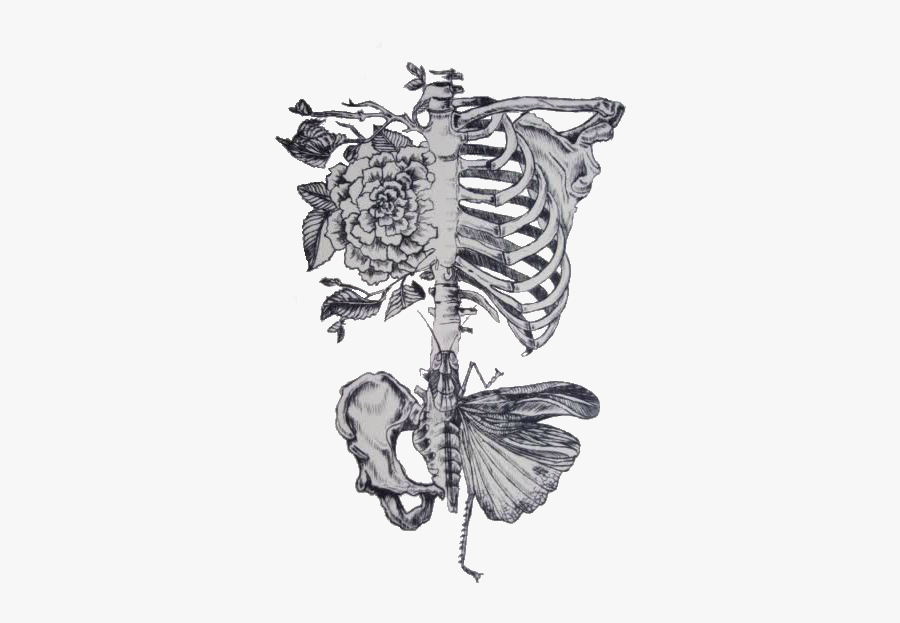 pix Drawing Butterfly Skeleton skeletons drawing roses don t need no