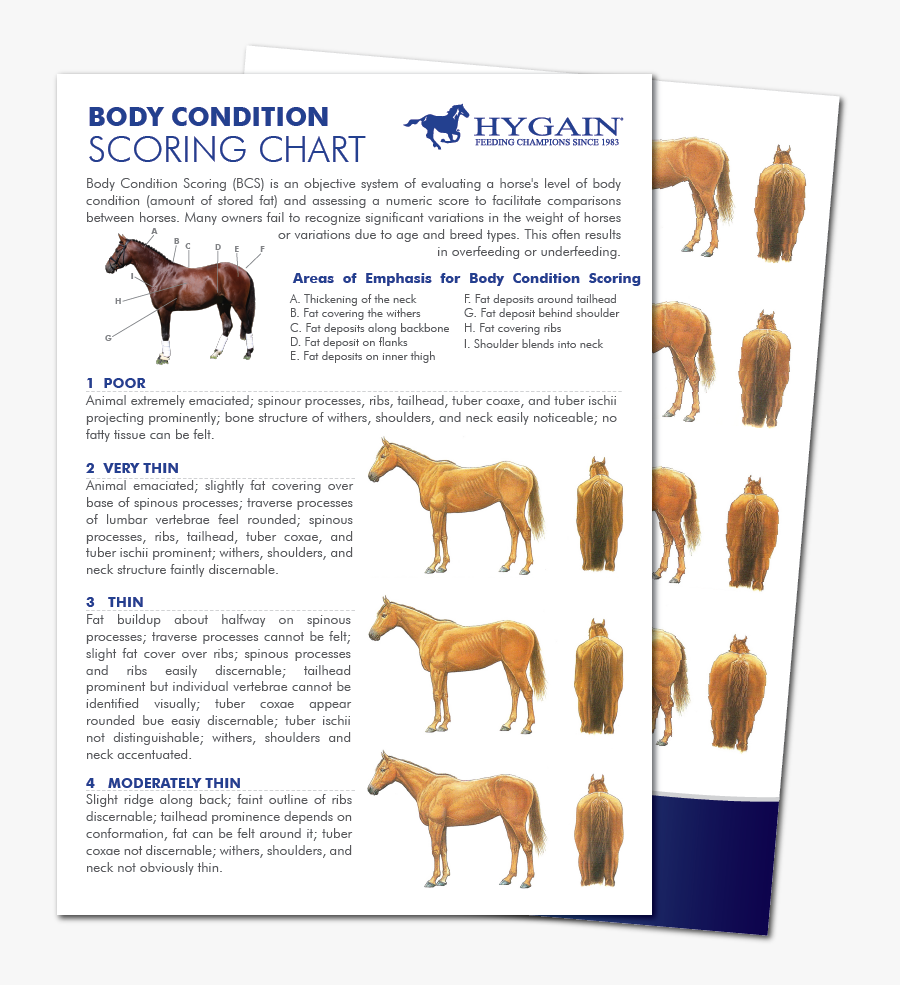 Skinny Drawing Rib Cage - Horse Body Condition Chart, Transparent Clipart