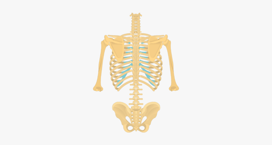 Posterior View Of The Vertebral Column And Rib Cage, Transparent Clipart