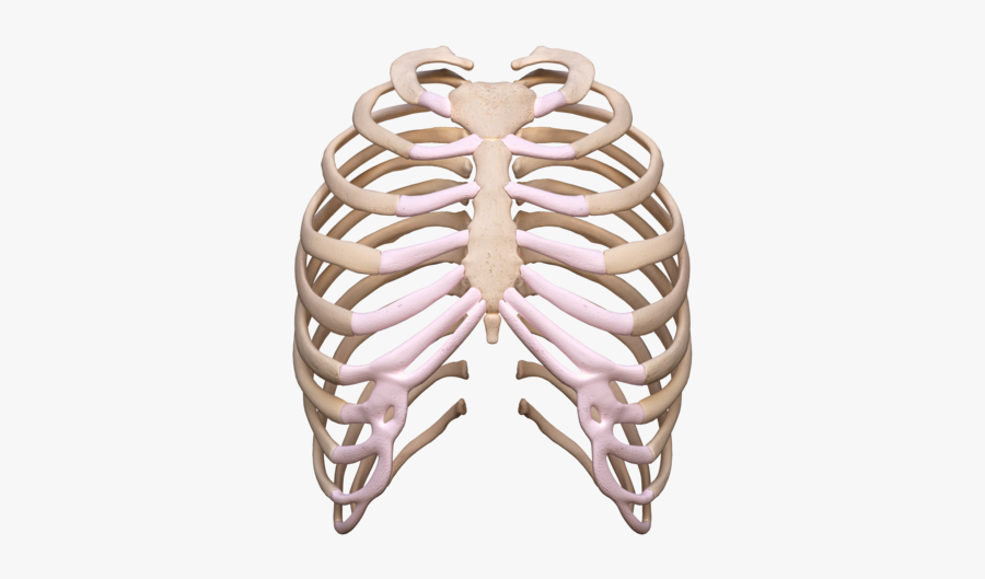 Rib Cage Png Transparent Images, Transparent Clipart