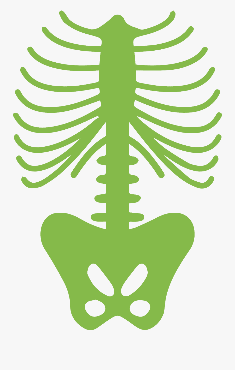 Rib Cage Human Body Human Skeleton - Skeleton Ribs Png, Transparent Clipart
