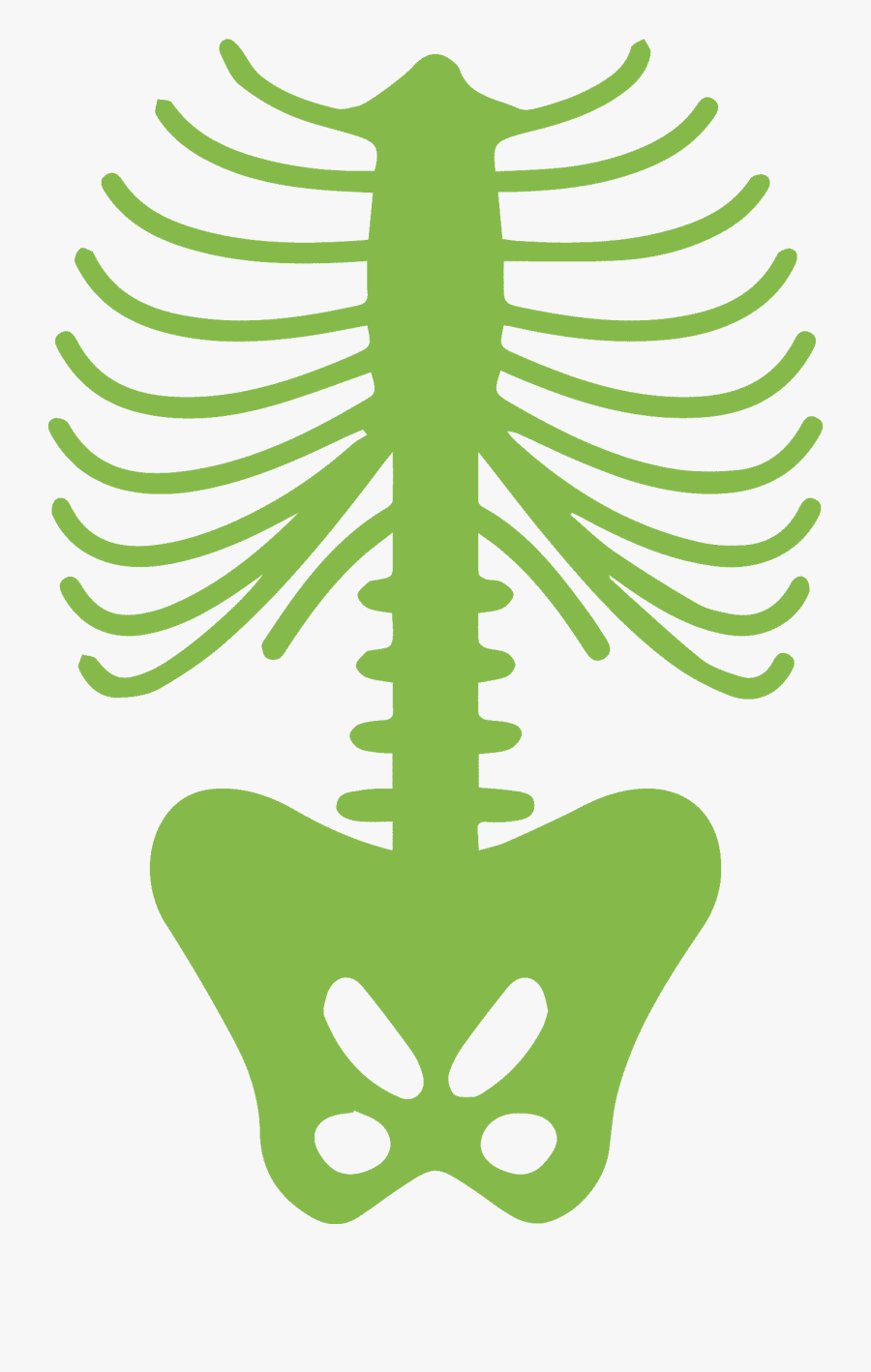 Rib Cage Human Body Human Skeleton - Skeleton Ribs Png , Free ...