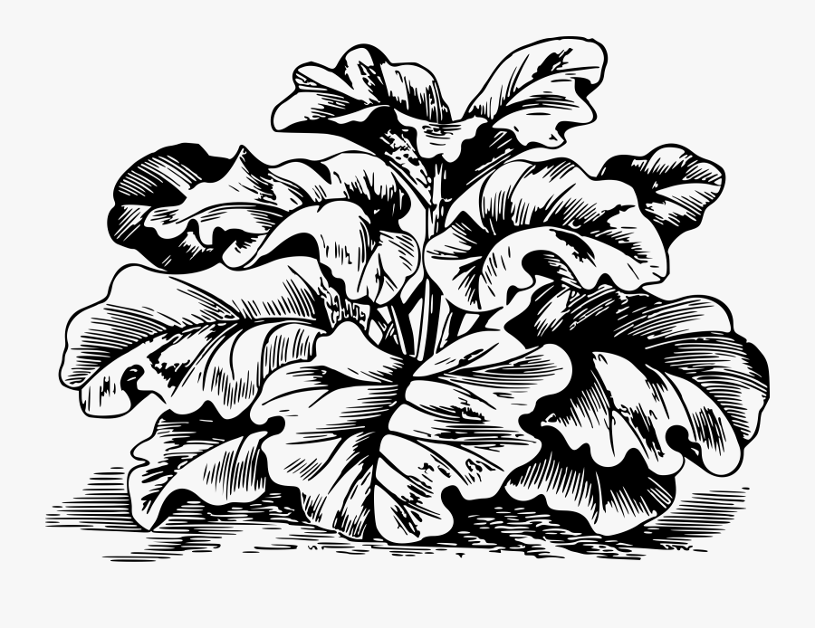 Rhubarb Clipart - Rhubarb Drawing Png, Transparent Clipart