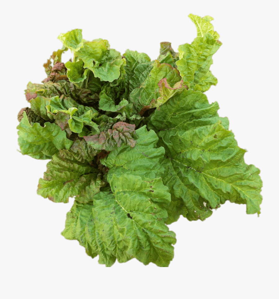 Rhubarb Leaves - Leaf Vegetable, Transparent Clipart