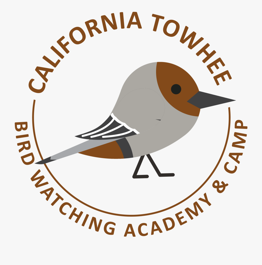 California Towhee Picture - European Robin, Transparent Clipart