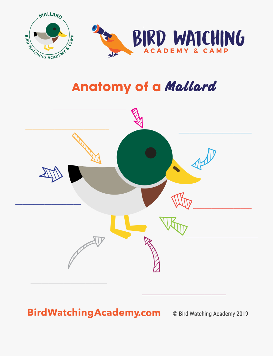 Bird Watching Academy & Camp Subscription Boxes - Great Horned Owls Anatomy, Transparent Clipart