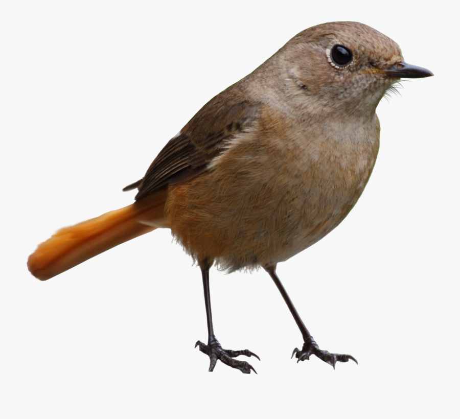 Bird Png, Transparent Clipart