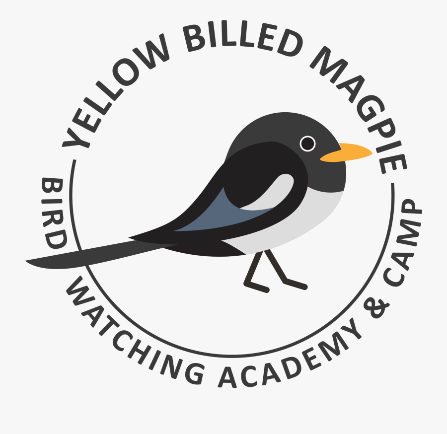 Yellow-billed Magpie Picture - Univerzita Sv Cyrila A Metoda, Transparent Clipart