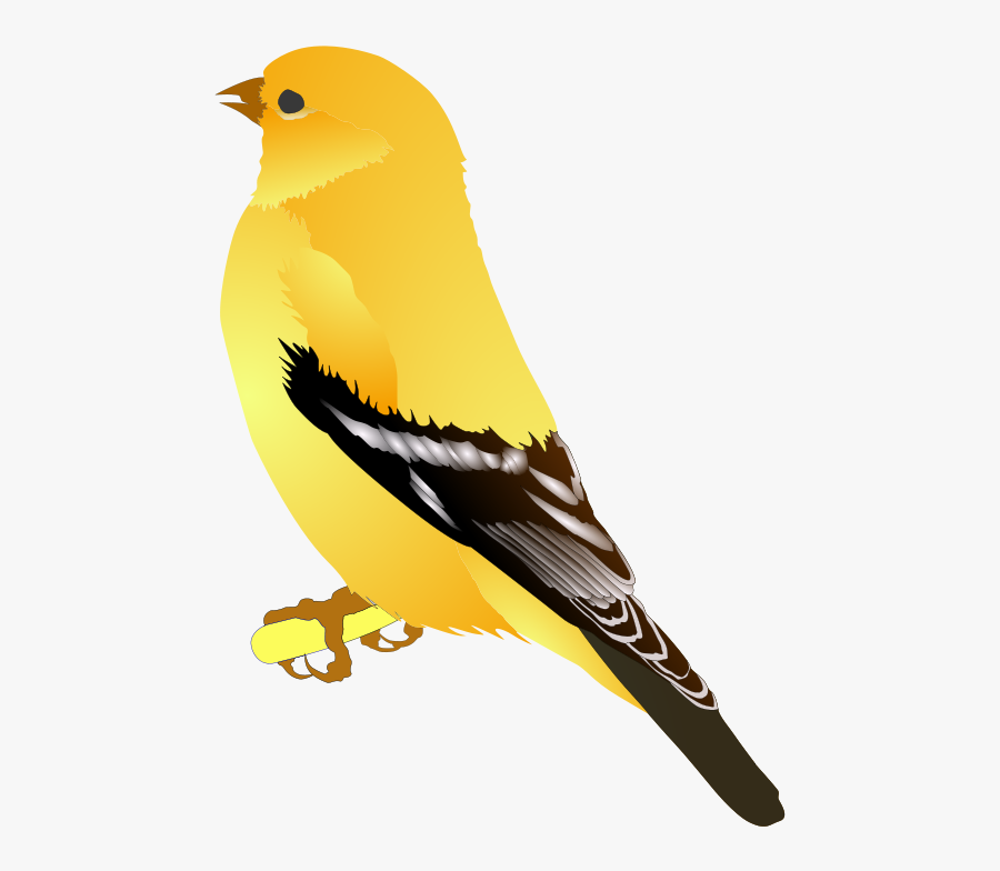 Illustration Of A Goldfinch - Goldfinch Clipart, Transparent Clipart